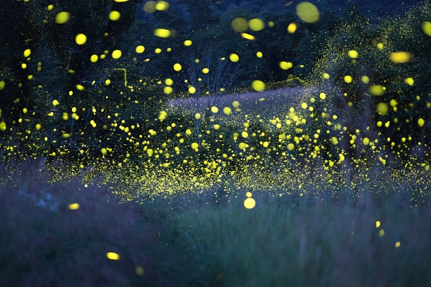 Currently -C outside and Im reminiscing about last summers firefly bonanza in New York 