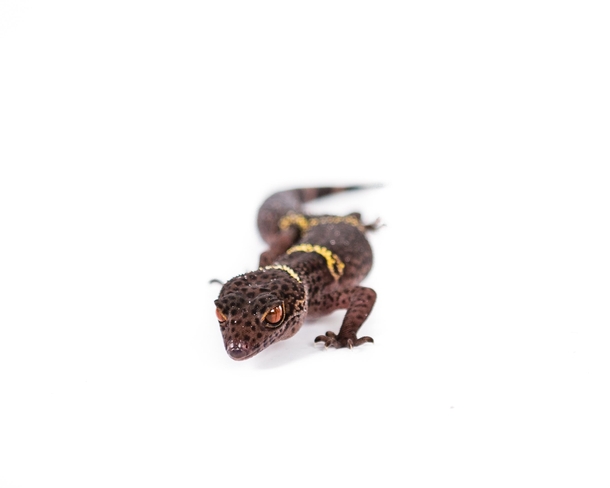 Cute little cave gecko that a friend wanted me to photograph