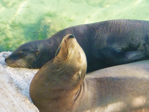 Cute Mexican Sea Lion couple basking  napping 