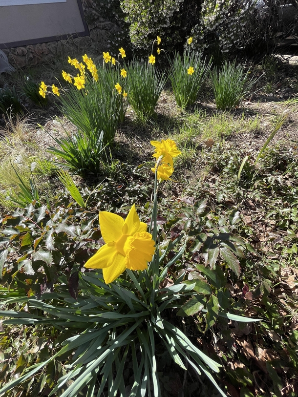 Daffodil  Love