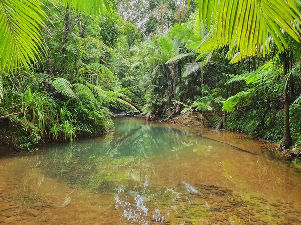 Daintree Rainforest Queensland Australia - 