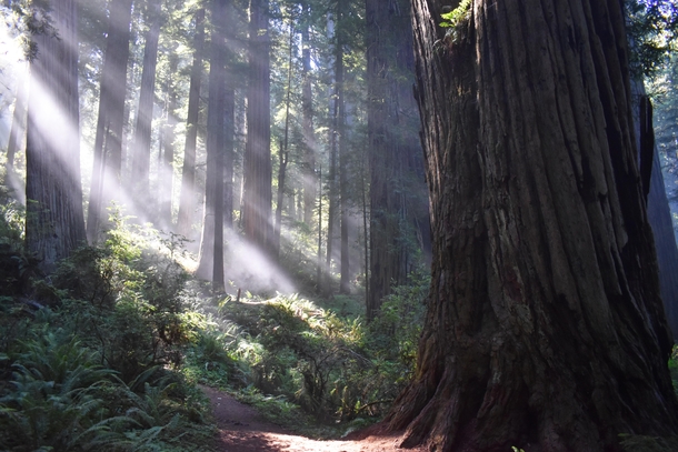 Damnation Creek Trail Redwoods NP CA USA 