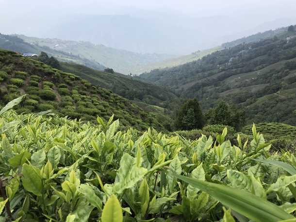 Darjeeling India View from the tea estates 