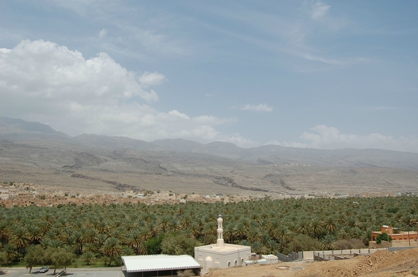 Date Palm Field Next to an Omani Village 