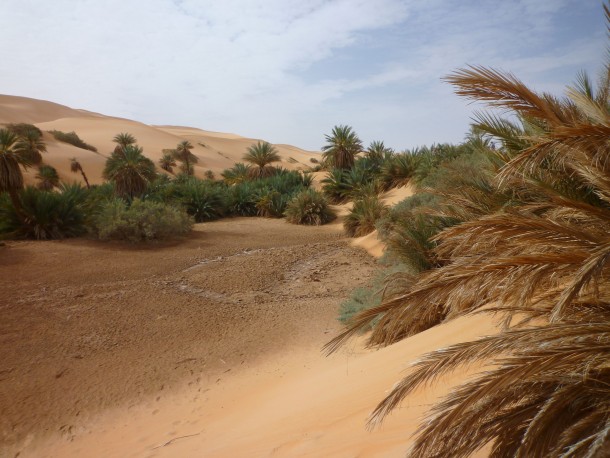 Date Palms at the Gaberoun Oasis in Libya 