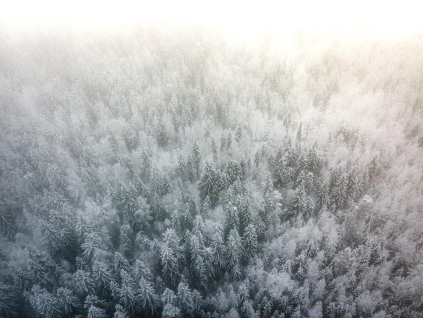 Dawn burns the fog away Central Finland woods 