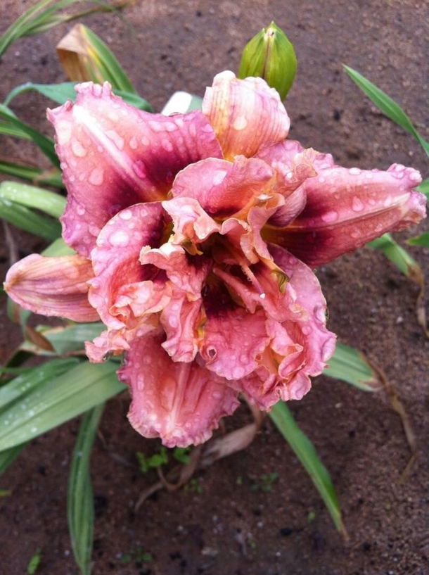 Day Lilly  hemerocallis found in Zimbabwe Stunning Multiple tones of Pink with a lovely dark throat