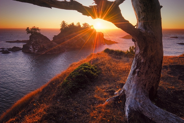 Days Ember - the sun setting behind a gnarly tree on the coast of Oregons Samuel H Boardman State Park  by John Williams
