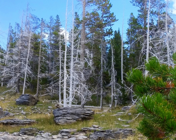 Dead bright-white lodgepole pines near the Norris Geyser Basin WY 