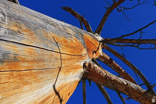 Dead tree details at Rocky Mountain National Park CO 