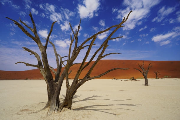 Dead trees in Deadvlei clay pan Namib-Naukluft Park Namibia 