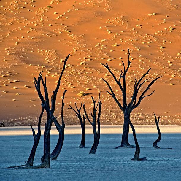 Dead trees on the Deadvlei clay pan - Number  Sossusvlei Namibia 