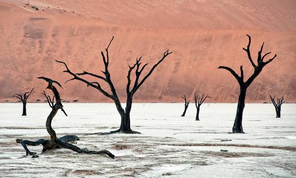Dead trees on the Deadvlei clay pan Sossusvlei Namibia 
