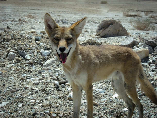 Death Valley Coyote 
