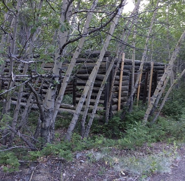 Decaying log cabin I found by a partially collapsed mineshaft