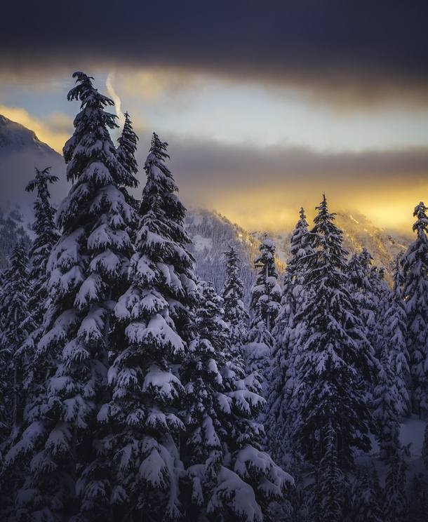 December sunrise in Mt Baker Forest Washington USA 