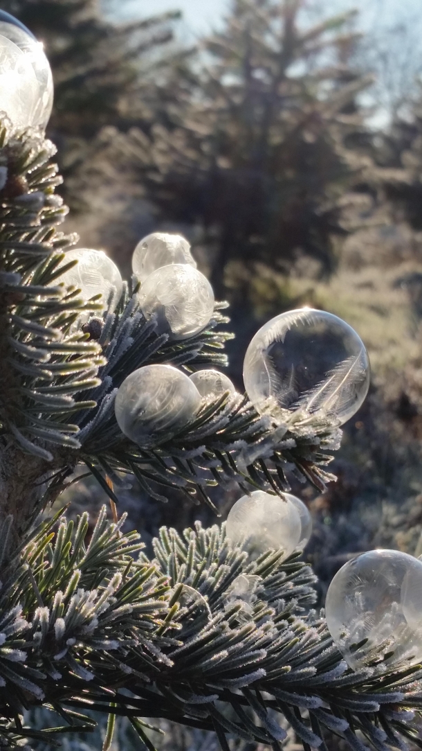 Decorating the tree with frozen soap bubbles
