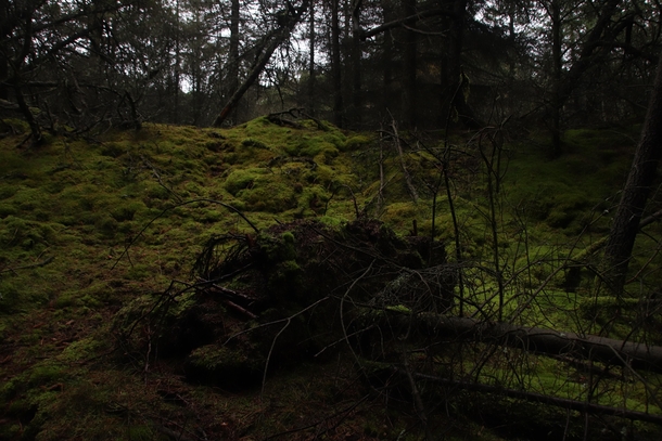 Deep forest in Blbjerg DK 
