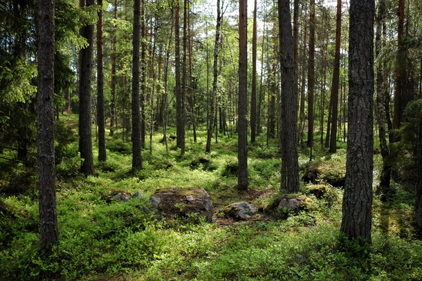 Deep in the Swedish forest everything smells green 
