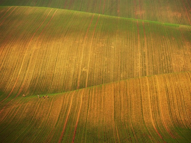 Deer enjoying the wavy fields of evenly planted rows in southern Moravia in the Czech Republic 