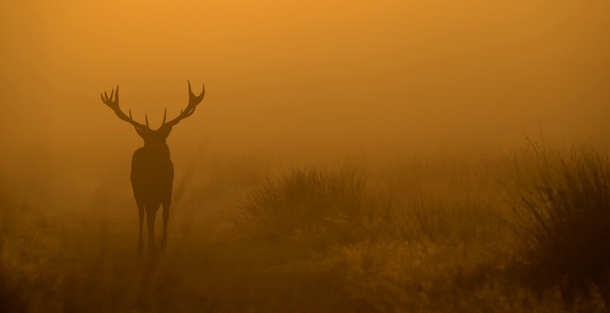 Deer in the Mist by Nigel Hodson 