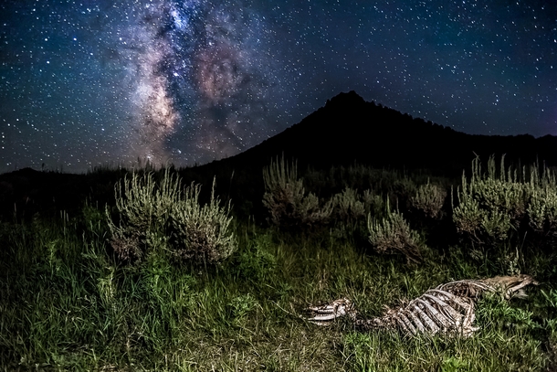 Deer skeleton under the Milky Way Phippsburg CO 