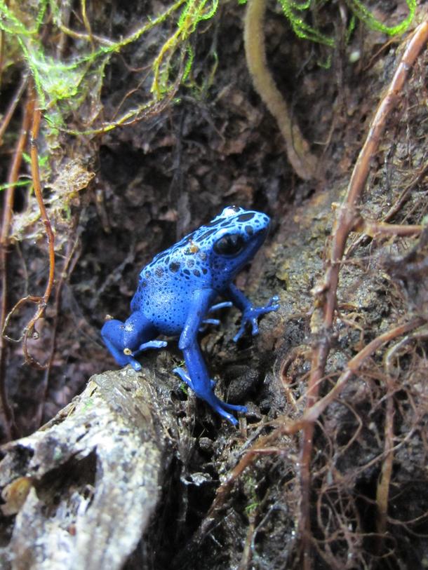 Dendrobates Tinctorius Azureus Poison Dart Frog 