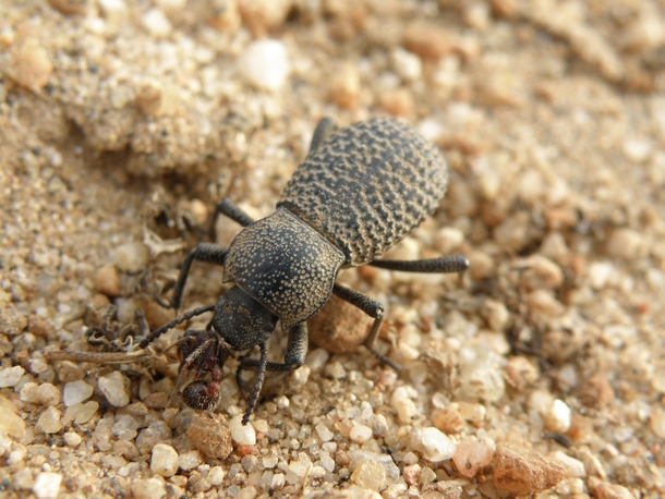 Desert Ironclad Beetle Asbolus verrucosus eating its lunch 