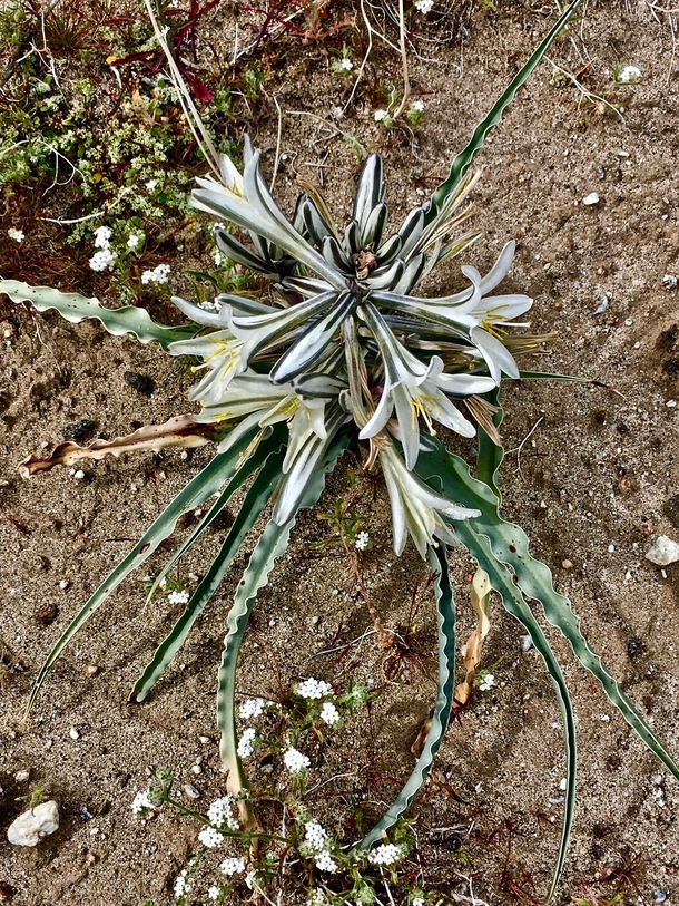 Desert Lily Hesperocallis undulata in the Anza-Borrego Desert  x  