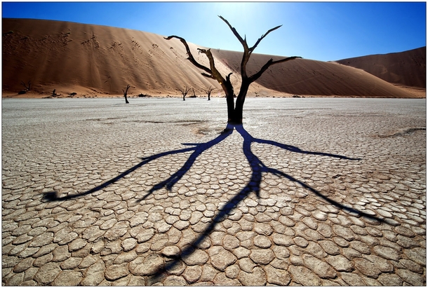 Desert Octopus by trolljenta - A dead tree in Dead Vlei Namibia 