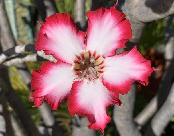 Desert Rose - Adenium obesum 