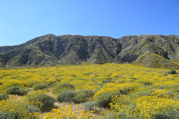 Desert wildflowers in full bloom White Water Preserve CA 