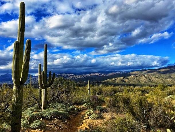 Desert Winter - Douglas Springs trail - Tucson AZ  x