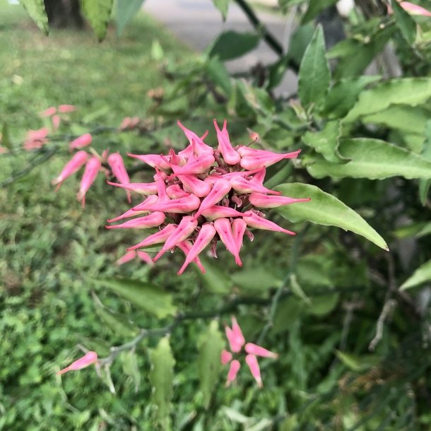 Devils backbone or Redbird flowers Euphorbia tithymaloides 