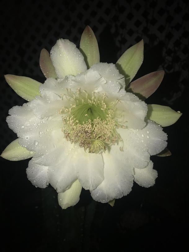 Dew covered Cereus Peruvianis cactus flower