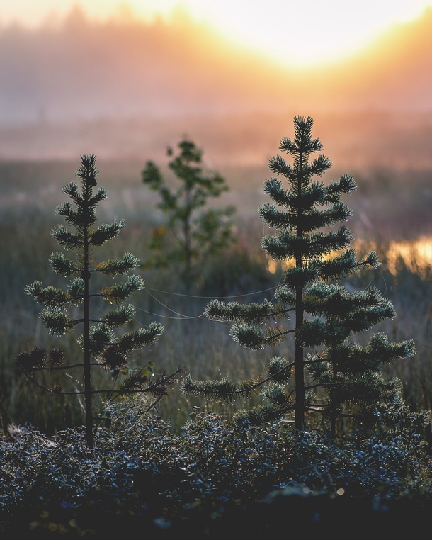 Dewy sunrise in Finnish Lapland 