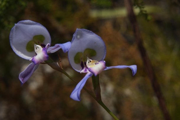 Disa graminifolia - Grassland Disa Orchid
