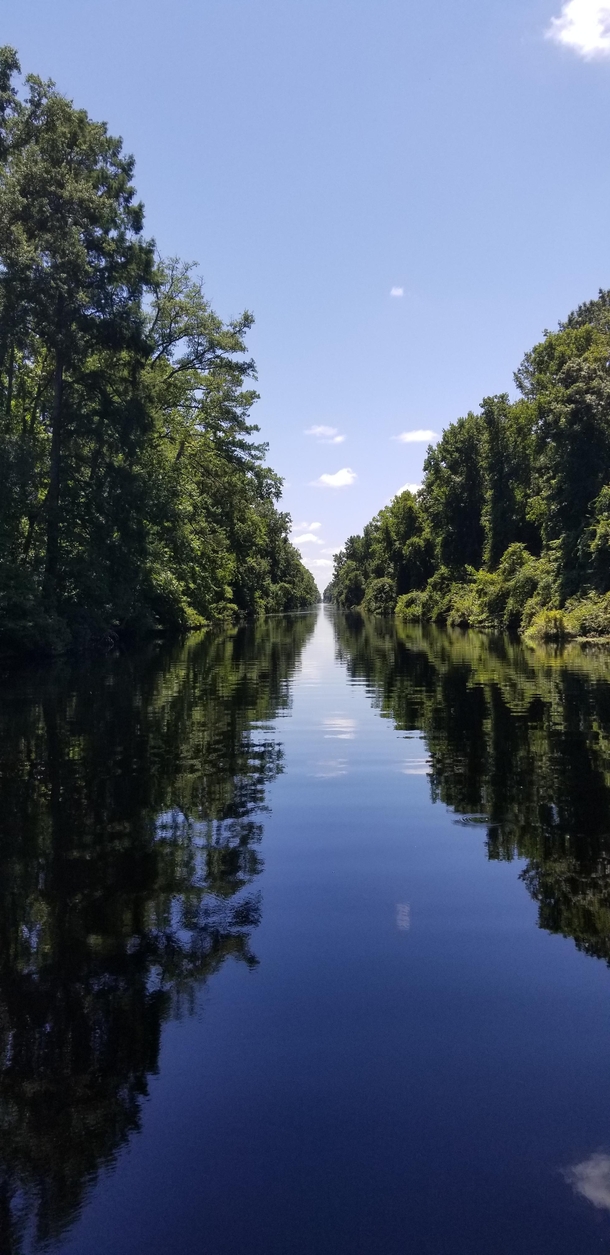 Dismal Swamp State Park NC 