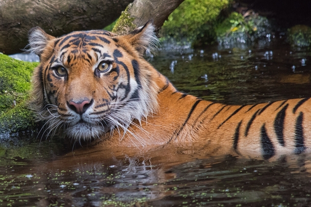 Disturbed Bath - Tiger Panthera tigris 