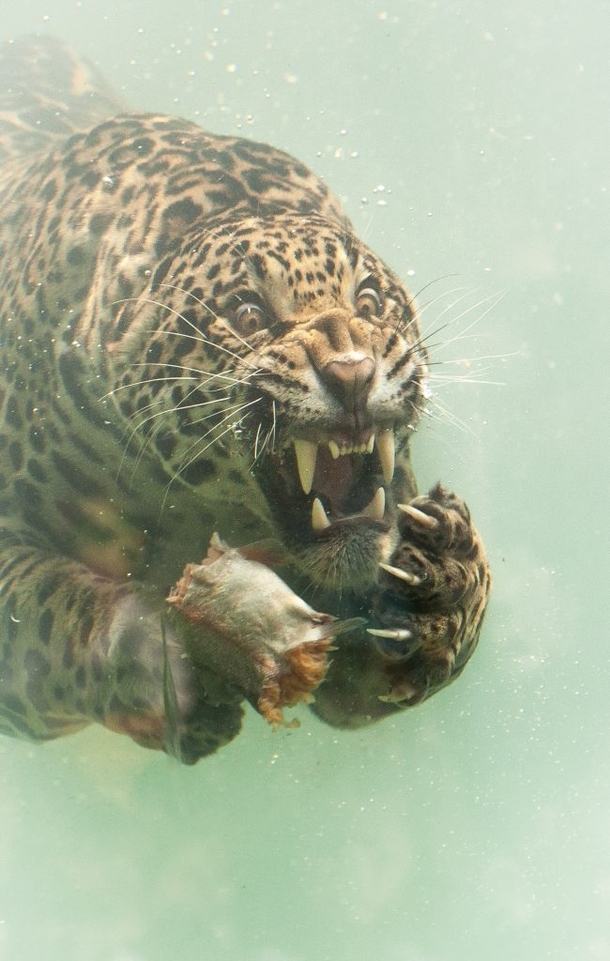 Diving Jaguar