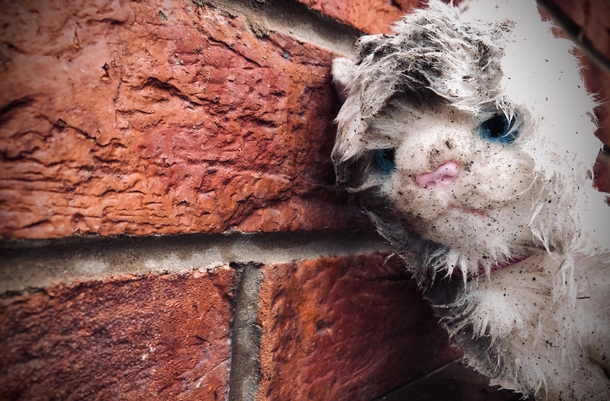 Do abandoned cuddly toys count