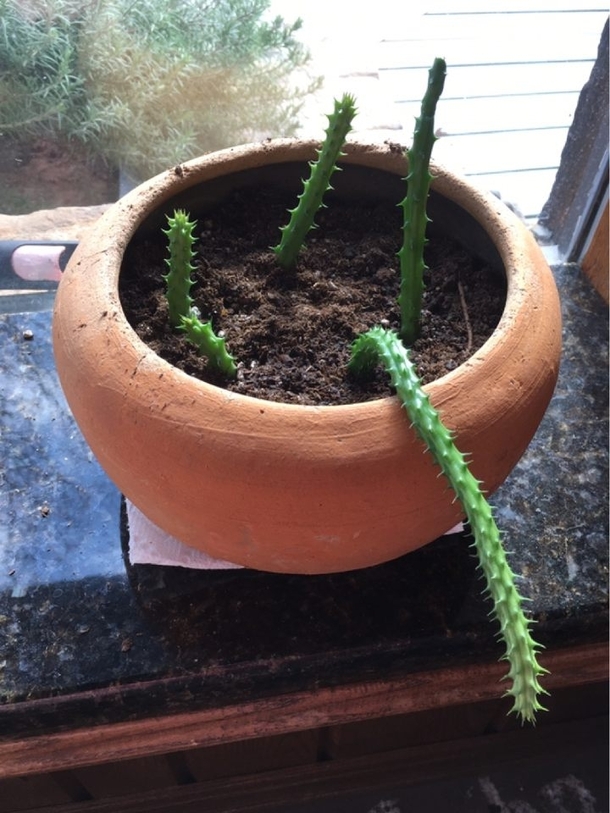 Does anyone know what kind of cactus this is