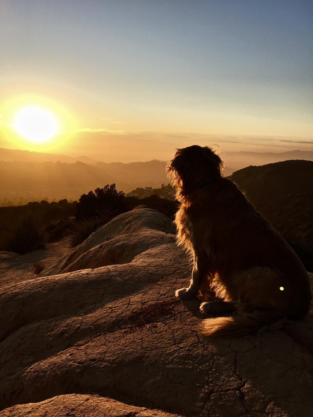 Dog Sunset as viewed from the hills above Los Angeles 