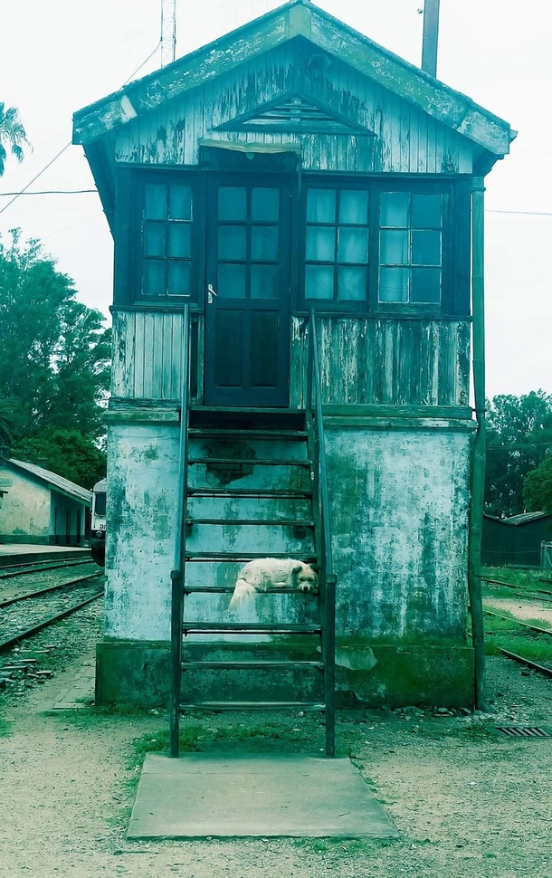 Doggo guarding abandoned cabin by the train rail