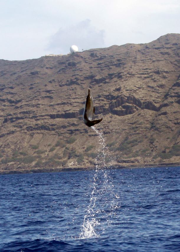 Dolphins can fly Spotted dolphin- Stenella attenuata  op Western coast of Oahu