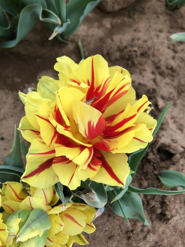 Double Blooming Tulip 