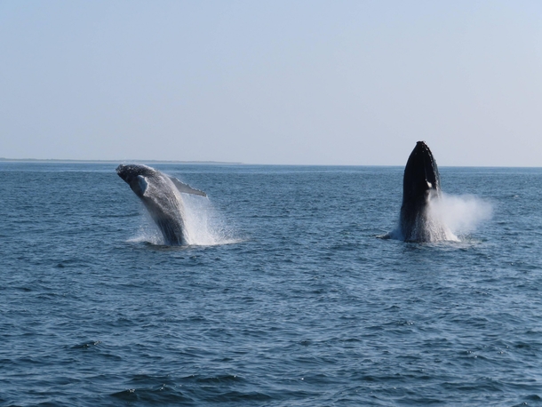 Double Breach Humpback Whales 