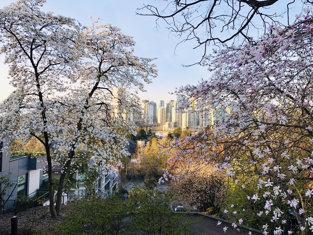 Downtown Vancouver through cherry blossom trees