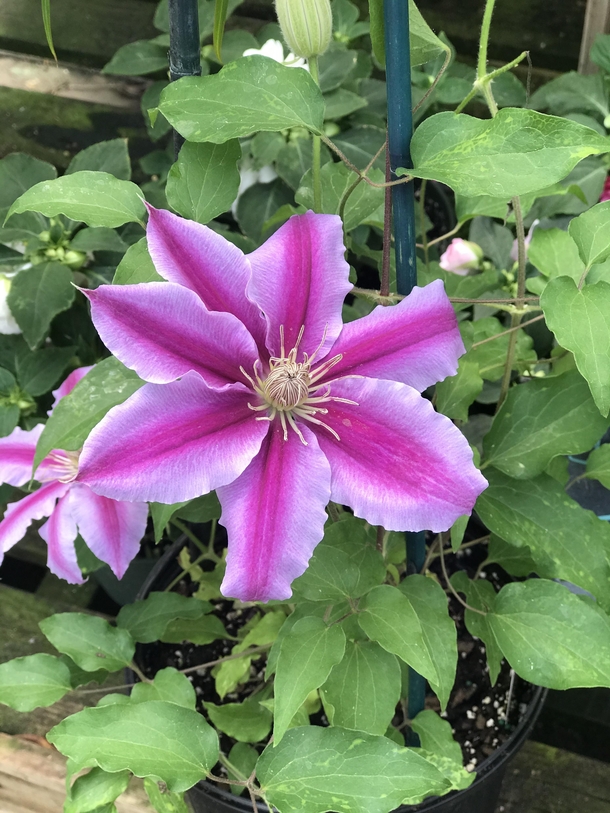 dr ruppel clematis grown in my local greenhouse boaz al