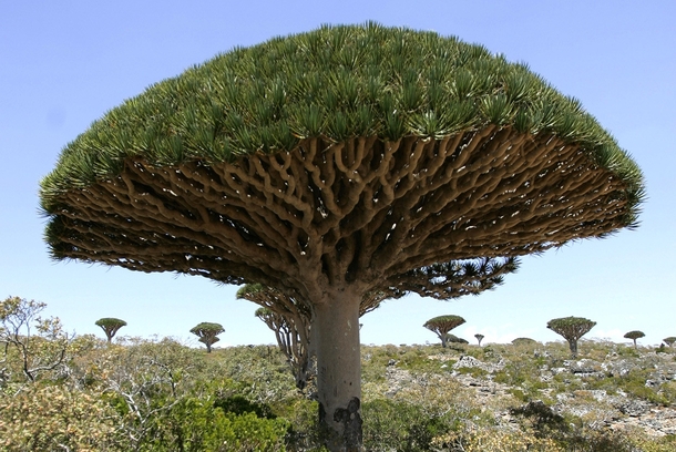 Dragon Blood trees known locally as Dam al-Akhawain or blood of the two brothers on Yemens Socotra Island Photo by Khaled Abdullah 